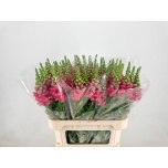 Antirrhinum Lõvilõug Cherry Rose 80cm