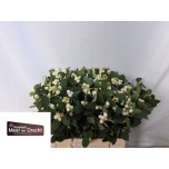 Symphoricarpos Lumimari Magical Avalanche 40cm