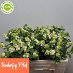 Symphoricarpos Lumimari Magical Avalanche 50cm