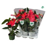 Anthurium Flamingolill arebo 17cm