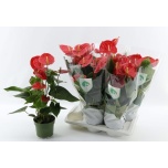 Anthurium Flamingolill Arebo 17cm