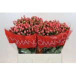 Hypericum Naistepuna Sweet Romance 60cm