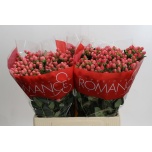 Hypericum Naistepuna Sweet Romance 60cm
