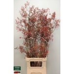 Rosebottle Plenty Kibuvits 120cm