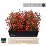 Rosa Kibuvits Plenty 40cm