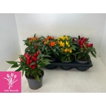Capsicum Paprika annu samba mix 12cm