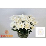 Chrysanthemum Krüsanteem SP Baltica 65cm 50gr*5