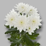 Chrysanthemum Krüsanteem SP Baltica 55gr*5