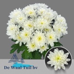 Chrysanthemum Krüsanteem SP Baltica 60gr*5