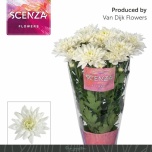 Chrysanthemum Krüsanteem SP Baltica 80gr*5