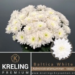 Chrysanthemum Krüsanteem SP Baltica 95gr*5