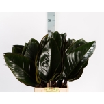 Philodendron Red Beauty 50cm (tk)