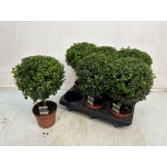Myrsine Africana 12cm