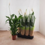Spathiphyllum Tõlvlehik Strauss 13cm