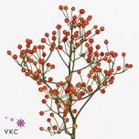 Rosa Kibuvits Twinkle Hiphop 40cm