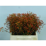 Rosa Kibuvits Twinkle Hiphop 40cm
