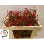 Rosa Kibuvits Twinkle Hiphop 50cm