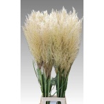 Dried Cortaderia Evita 5pc/bunch 110cm (pk)