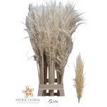 Dried Cortaderia evita 110cm