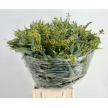 Eucalypt Exotica Berry 65cm (pk)