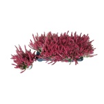 Calluna vulg Kanarbik beauty-ladies mixed trolley 11cm