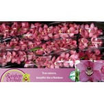 Cymbidium Tsümbiidium Sky Scraper 60cm