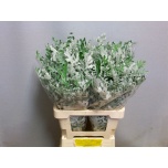 Senecio Ristirohi Jacobaea Maritima 60cm