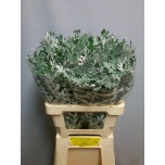 Senecio Ristirohi Jacobaea Maritima 60cm