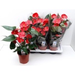 Anthurium andreanum grp Princess Ariane Red 17cm