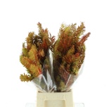 Acacia Mimosa Clair de Lune paint Autumn 60cm