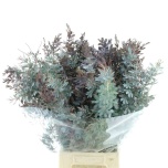 Acacia Mimosa Clair de Lune 70cm