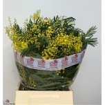 Acacia Mimoos Retino 50cm pk