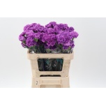 Dianthus Nelk ST Moonlite 50cm*20