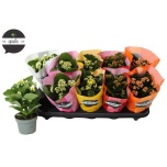 Kalanchoe blos Kalanhoe mix 10,5cm