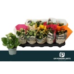 Kalanchoe Kalanhoe mix 10,5cm