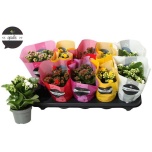 Kalanchoe blos Kalanhoe mix 10,5cm