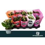 Kalanchoe blos Kalanhoe mix 10,5cm