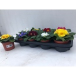 Primula ac Priimula bonneli mixed 12cm