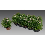 Myosotis Meelespea mon amie 12cm