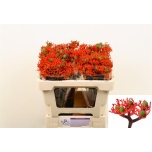 Jatropha Firecracker 50cm