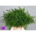Asparagus Dens Cwebe 40cm (pk)