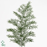 Asparagus dens cwebe 45cm (pk)