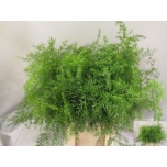 Asparagus Dens Cwebe 50cm (pk)