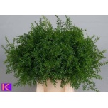 Asparagus Dens Cwebe 50cm (pk)