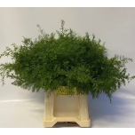 Asparagus Dens Cwebe 55cm (pk)
