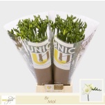 Freesia Ambiance