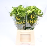 Freesia Ambiance