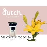 Lilium Liilia LA Yellow Diamond 80cm