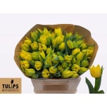 Tulp do Aquilla