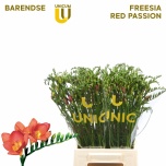 Freesia Rubina River